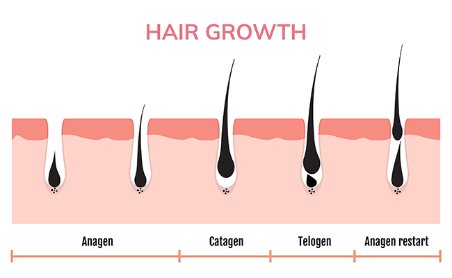 A szőr növedekése esetén négy jól elkülöníthető fázist különböztethetünk meg.